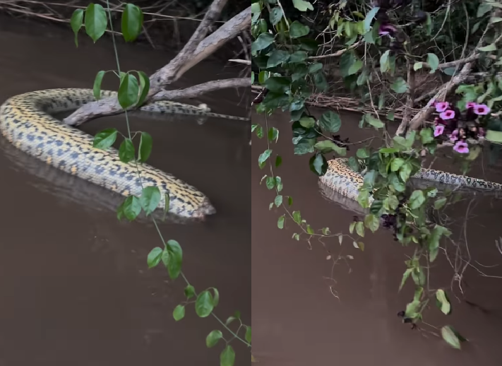 Sucuri de aproximadamente cinco metros é encontrada sem cabeça no Rio Miranda, MS