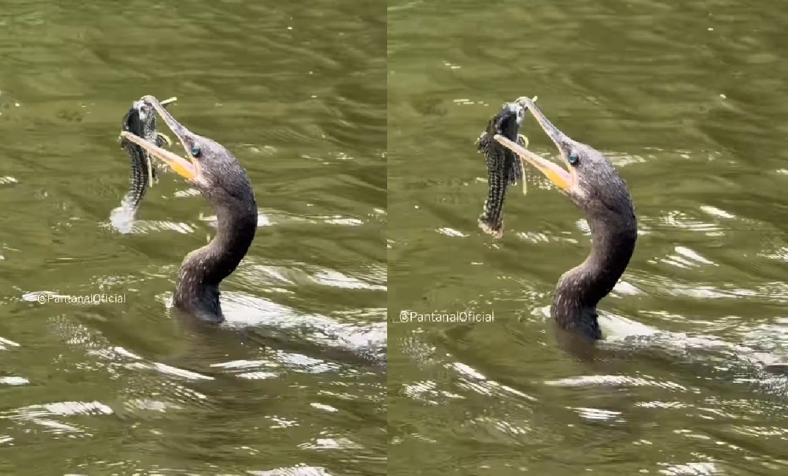 Baixos níveis dos rios na bacia do Paraguai preocupam especialistas em MT durante período chuvoso