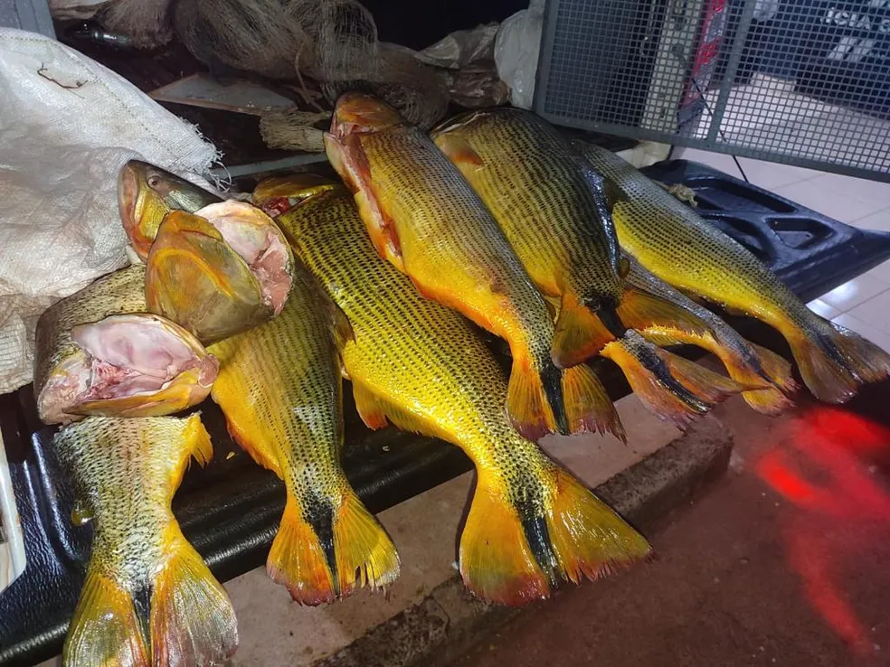 Man Caught with 35 kg of 'Dourado' Fish, Arrested for Illegal Trade in MT