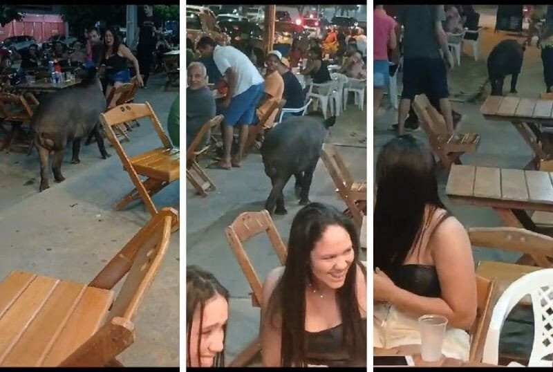 Unexpected Tapir Parade in Mato Grosso Bar Goes Viral