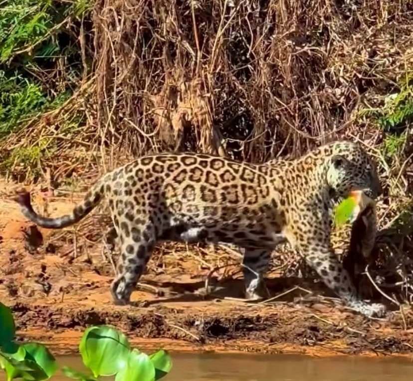 Onça-pintada abocanhando jacaré com folhas no Pantanal