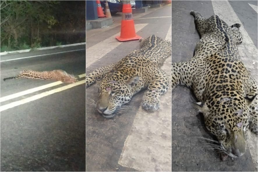 Video: Jaguar Killed by Truck in Mato Grosso