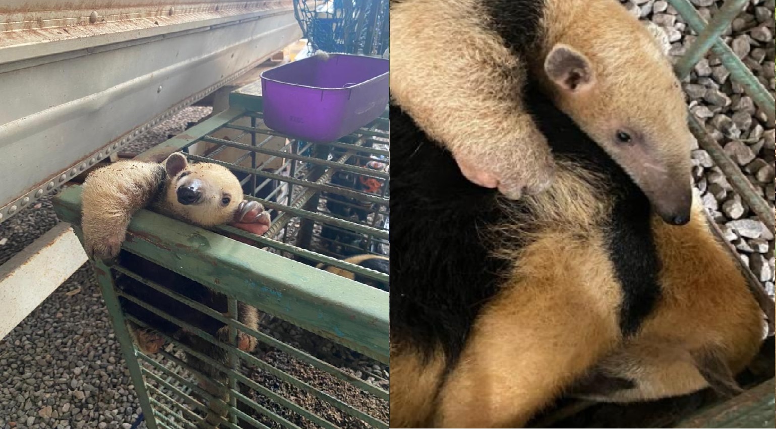 Mãe e filhote de tamanduá-mirim retornam à natureza em Mato Grosso