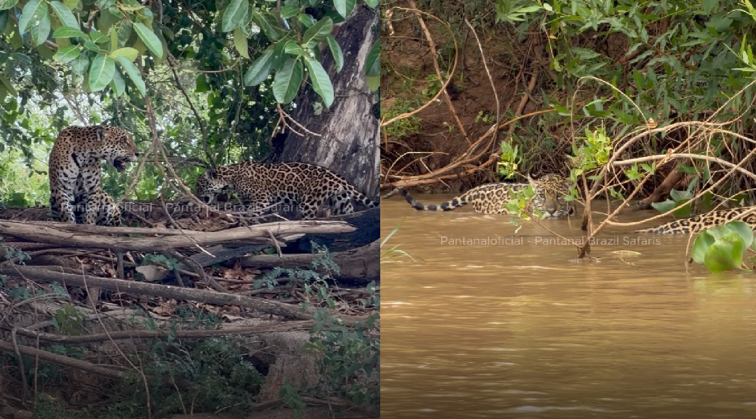 Aulas de caça: filhote de onça-pintada segue os passos da mãe