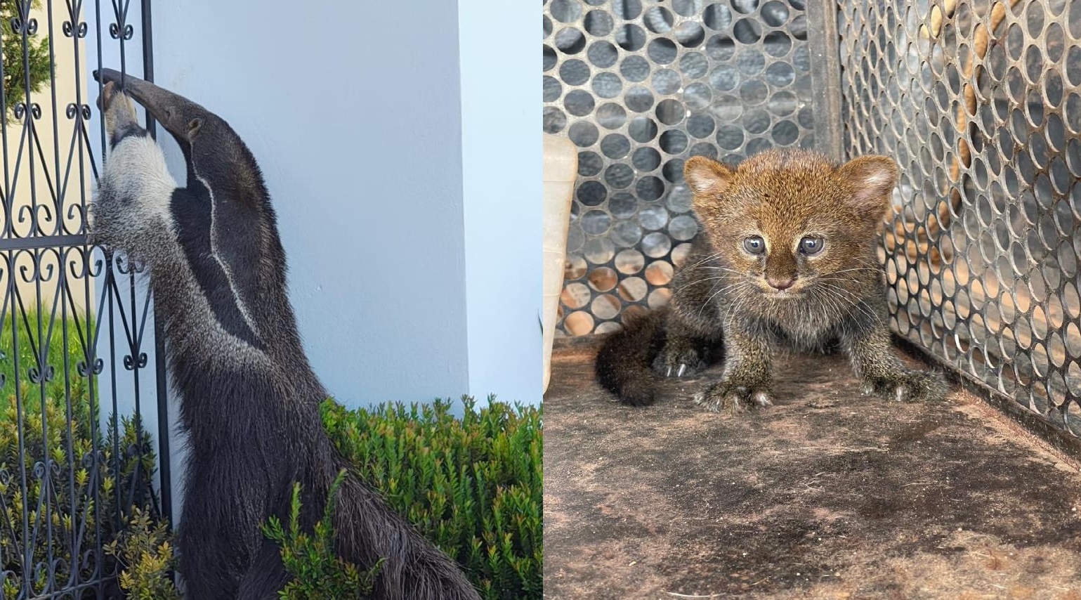 Bombeiros resgatam tamanduá-bandeira e filhote de gato-mourisco em MT