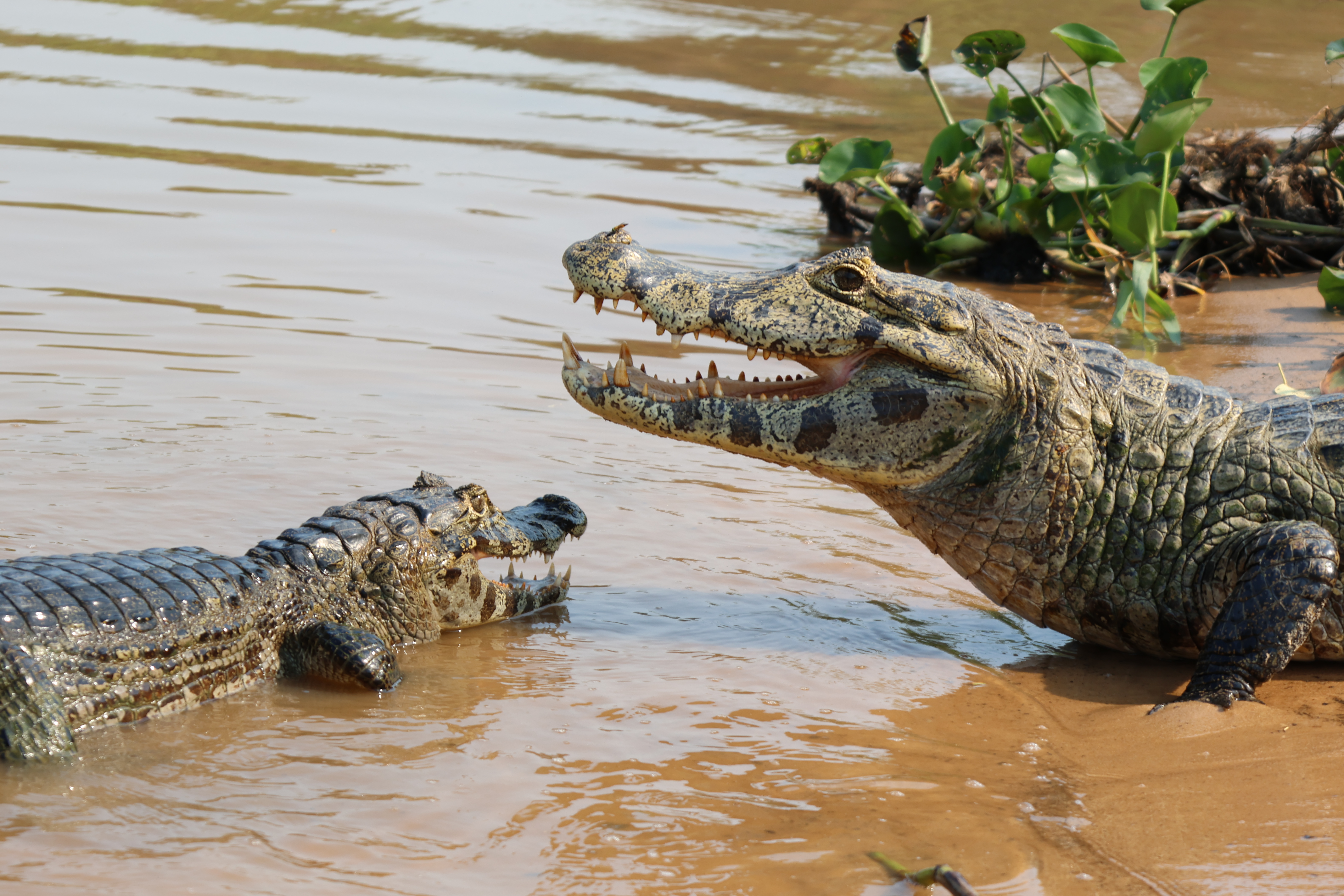 A impressionante quantidade de jacarés no Pantanal
