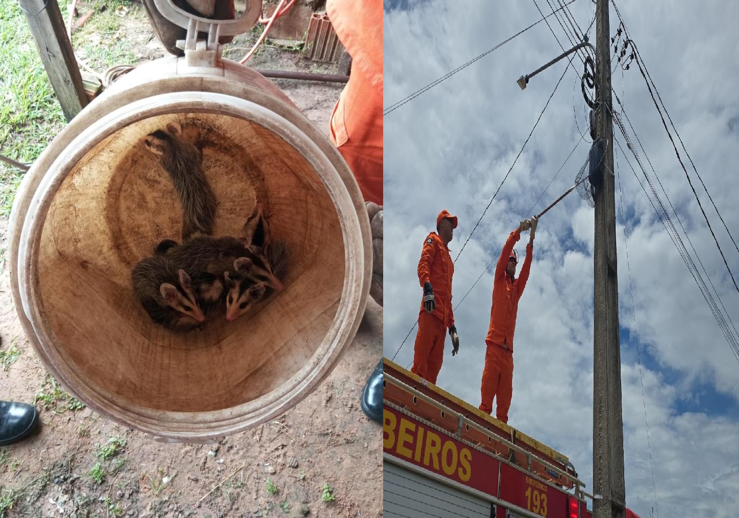 Bombeiros resgatam animais silvestres em áreas urbanas de MT