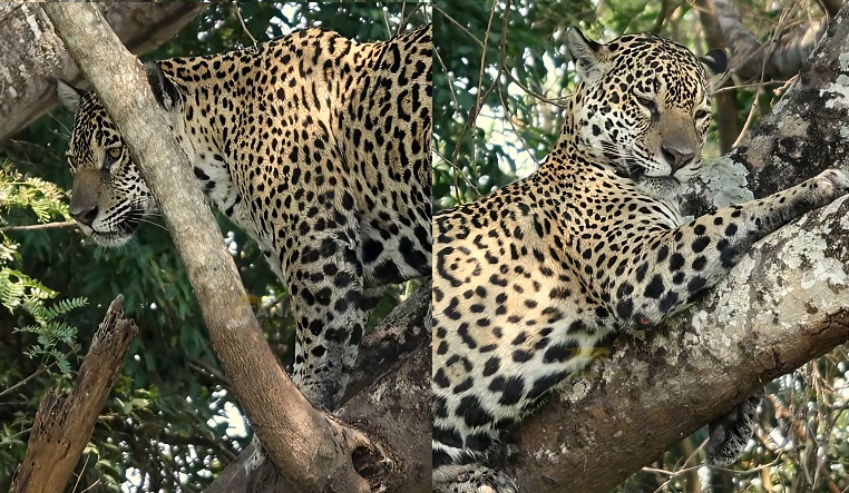 Barriga cheia! Onça-pintada descansa em árvore no Pantanal