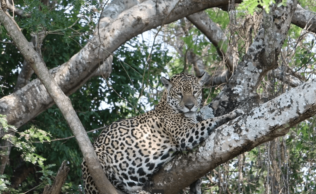 Onças-pintadas do Pantanal: 5 fatos que explicam por que elas são únicas