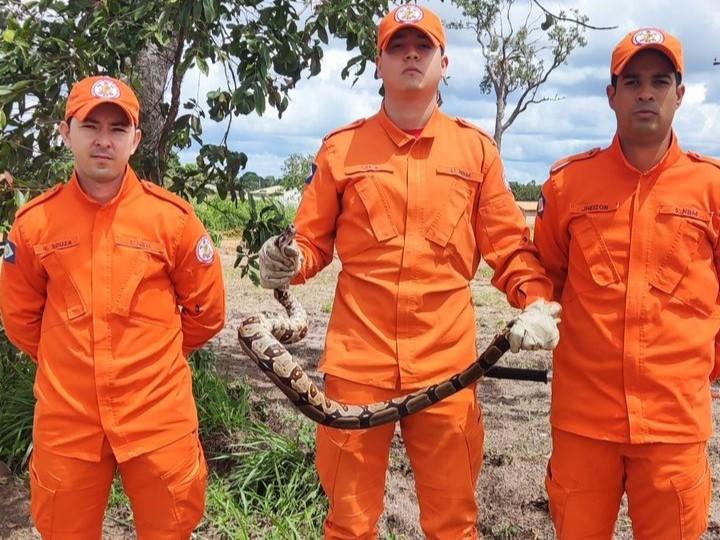 Bombeiros resgatam jiboia em área residencial de Comodoro