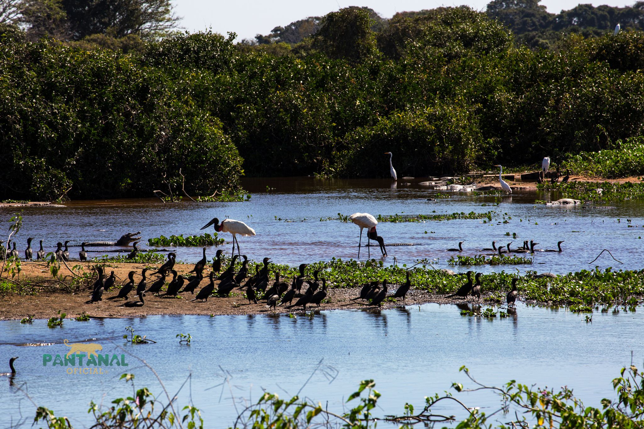Espécies migratórias colocam o Pantanal no centro das discussões da COP15