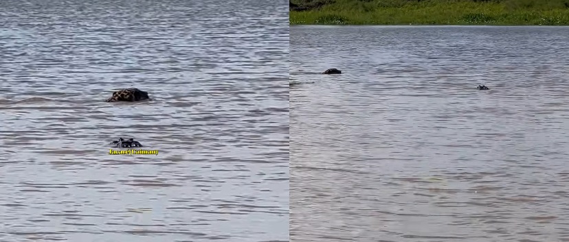 Jaguar Crosses River, Ignores Caiman: What Explains This Behavior?