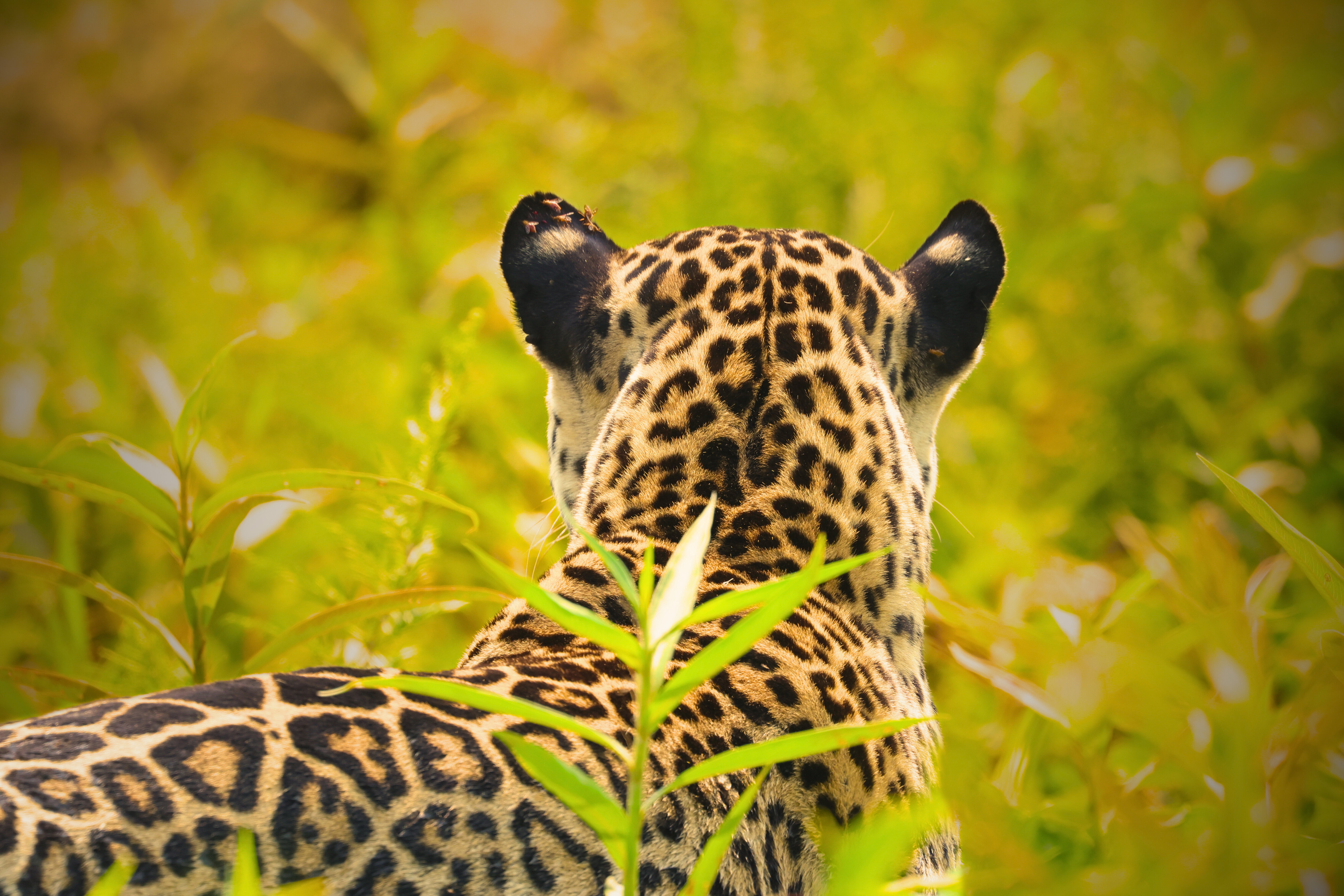 Viral Video: Jaguar Uses Sharp Hunting Technique in Northern Pantanal