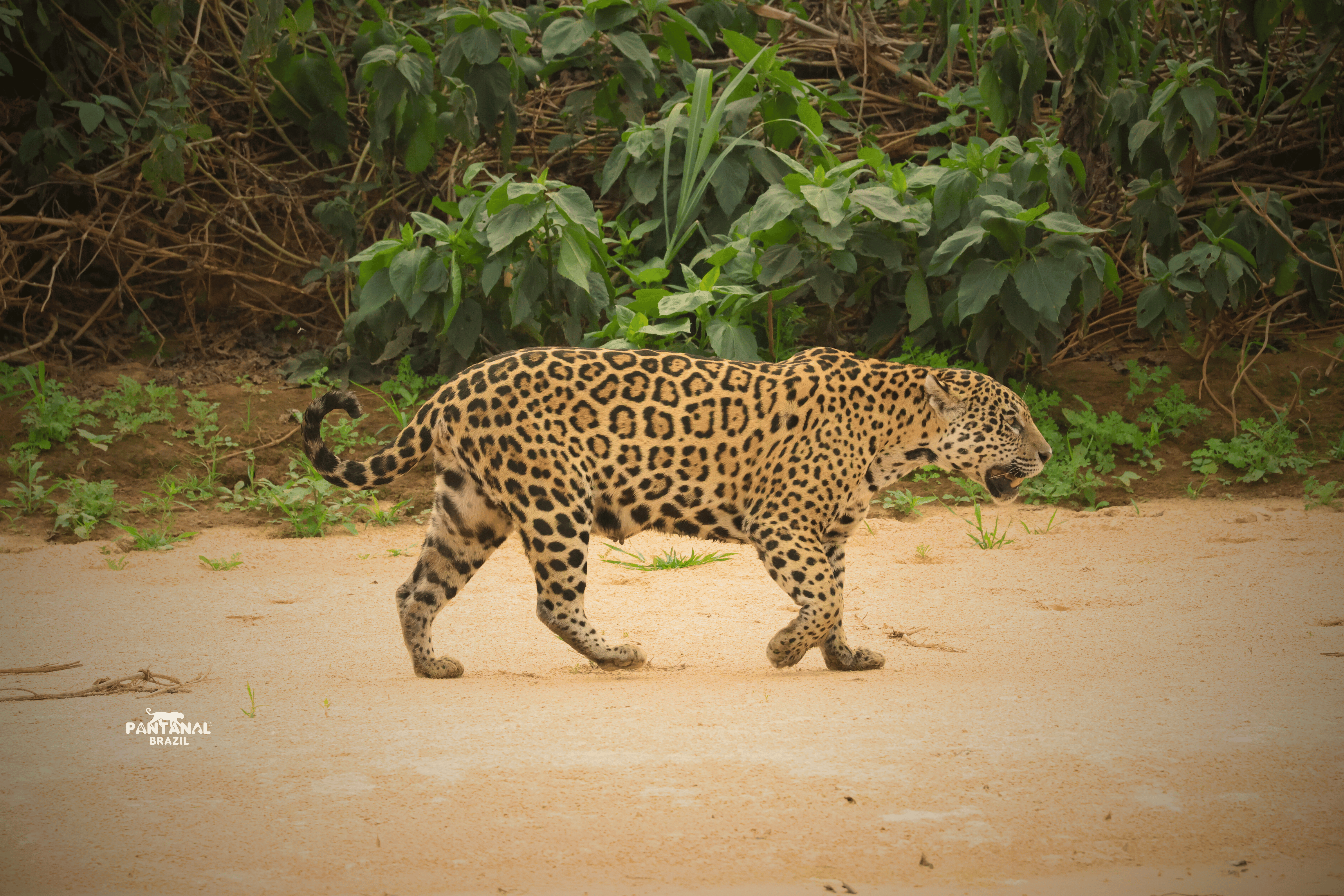Os melhores encontros com a vida selvagem no Brasil: das onças do Pantanal aos rios cristalinos de Bonito