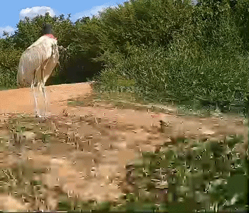 VIDEO: Camera traps record iconic animals in Northern Pantanal