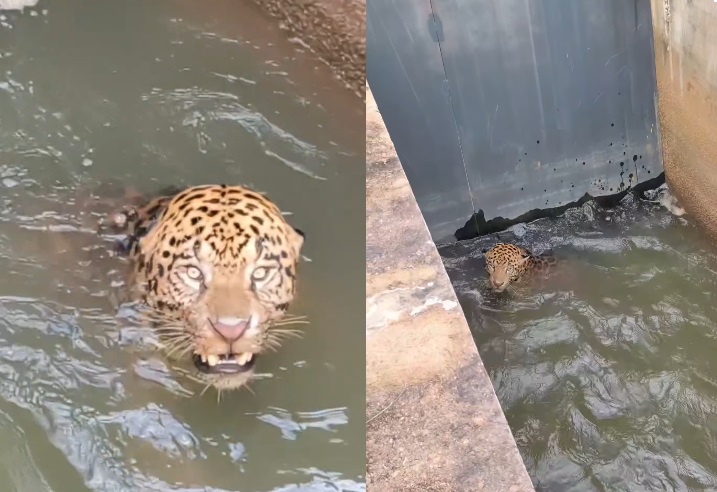 Bombeiros resgatam onça-pintada que caiu em canal de usina&nbsp;na cidade Juscimeira(MT)