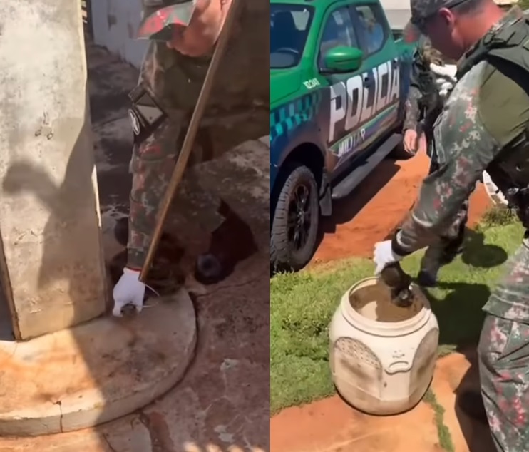 Resgate de jiboia mobiliza Polícia Militar Ambiental em Campo Grande