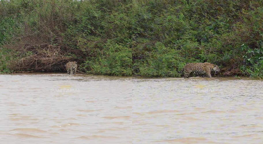 Jaguar Sighting Delights Team in Porto Jofre, Northern Pantanal