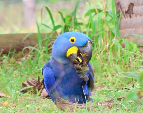 Espécie icônica da fauna brasileira é destaque na biodiversidade do bioma