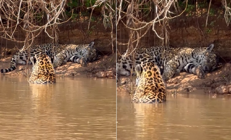 Jaguars in the Pantanal: Female Rests While Male Stands Guard