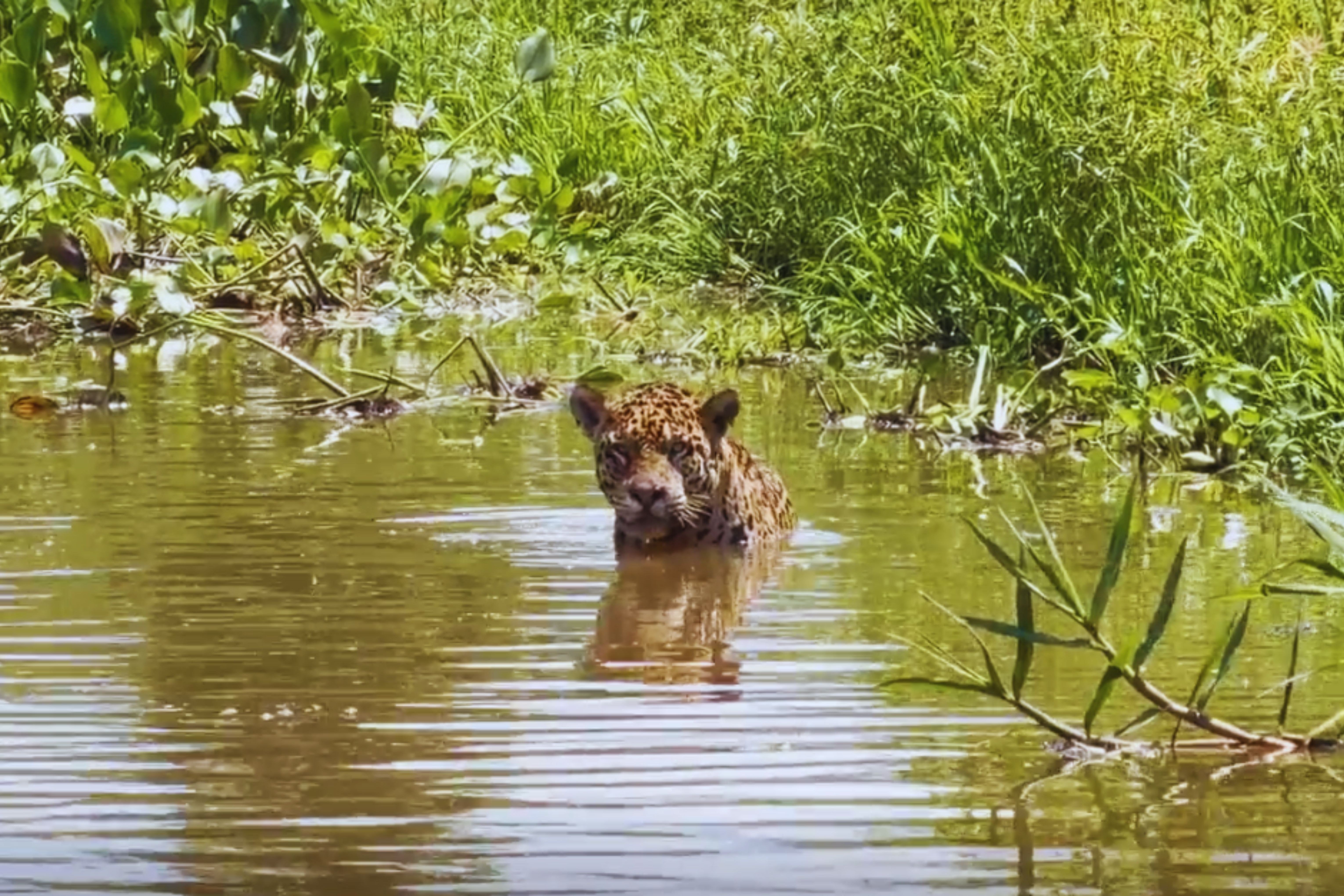 Encounter with Jaguar Impresses During Filming in the Pantanal