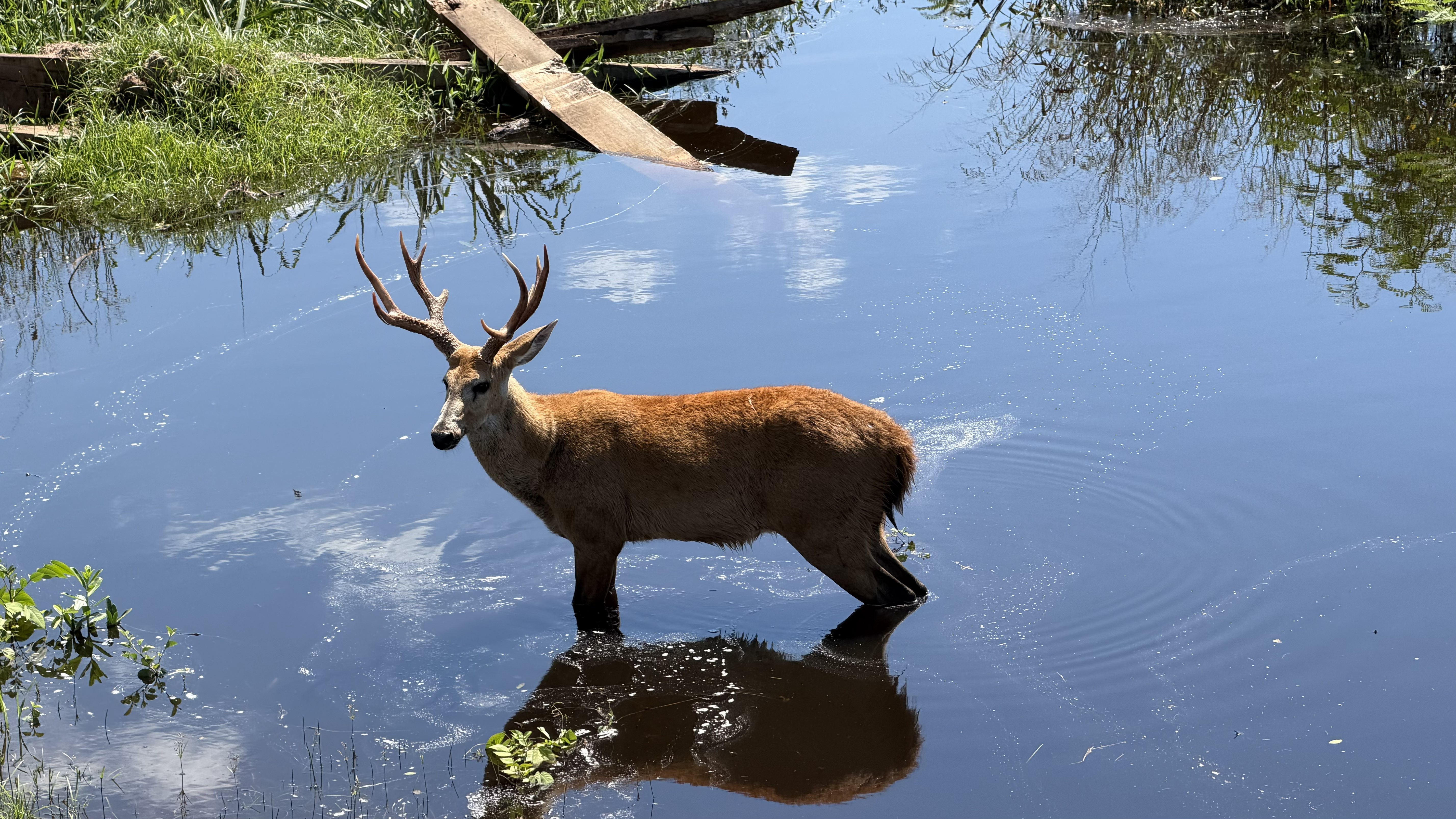 Pantanal é apontado como habitat essencial para espécies migratórias
