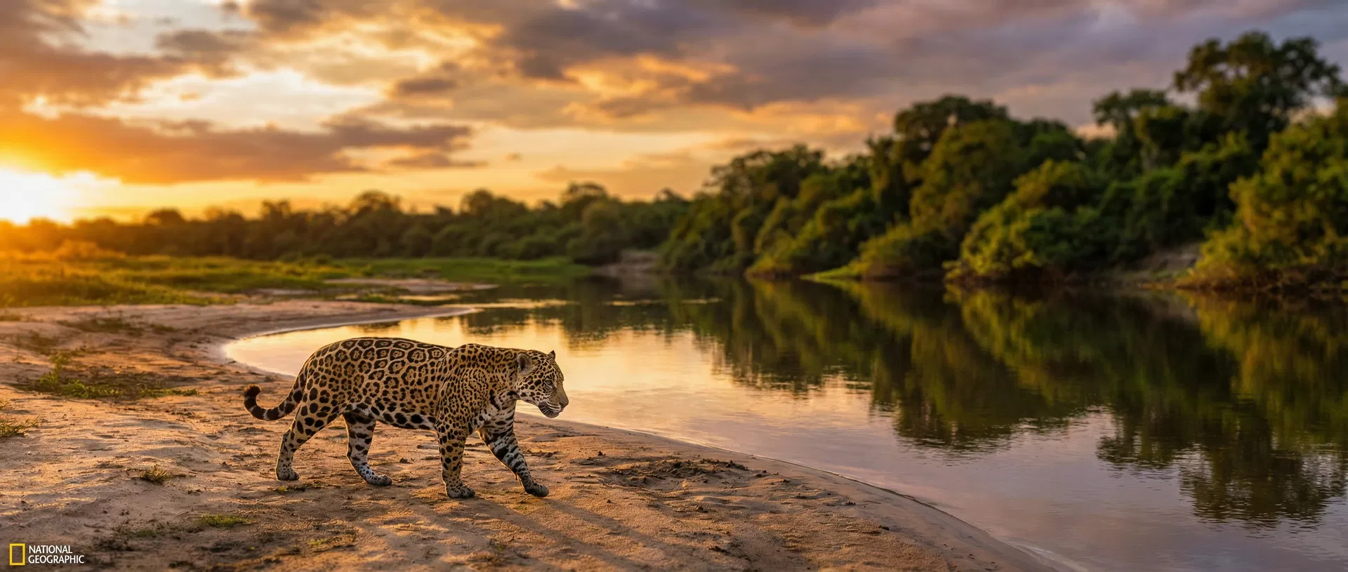 Why the Pantanal is the Best Wildlife Destination in South America