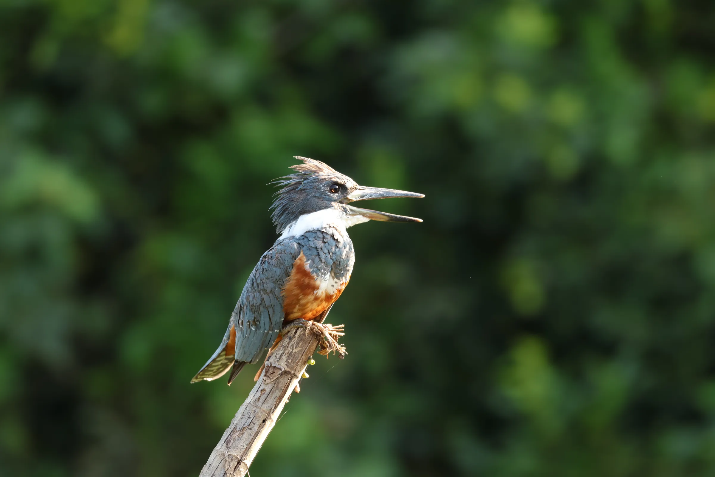 Vogelkijken in het Pantanal: Complete Gids