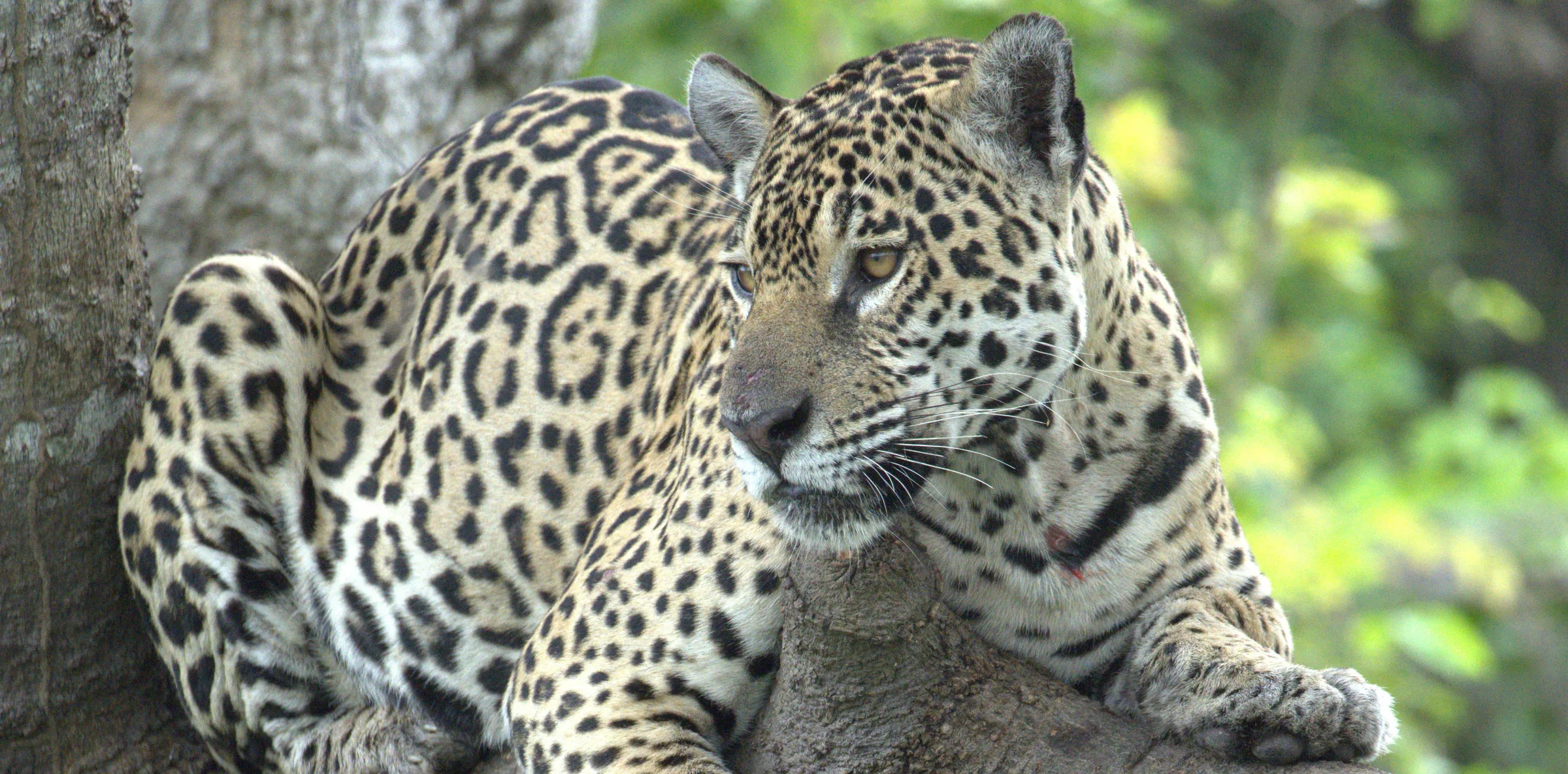 Pourquoi le Pantanal est la Meilleure Destination Faunique d'Amérique du Sud