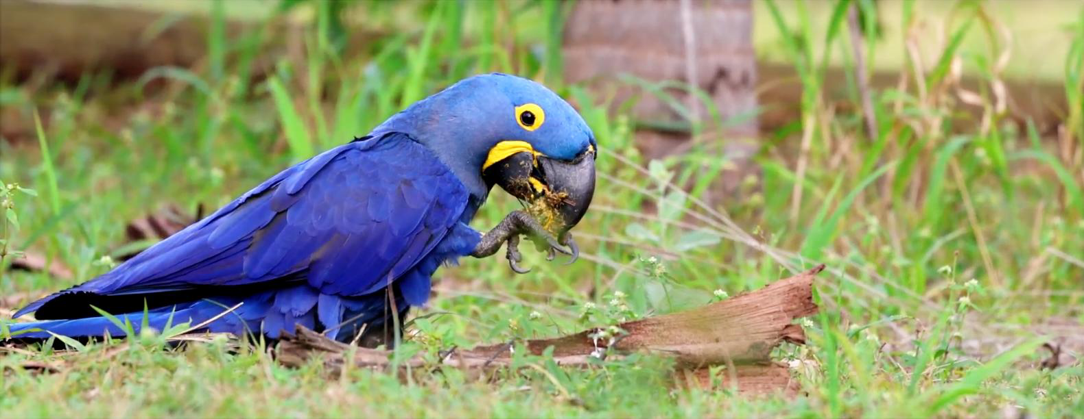 Hyacinth Macaw