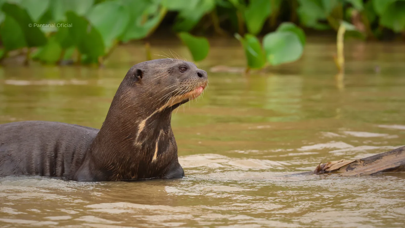 Las Nutrias Gigantes del Pantanal