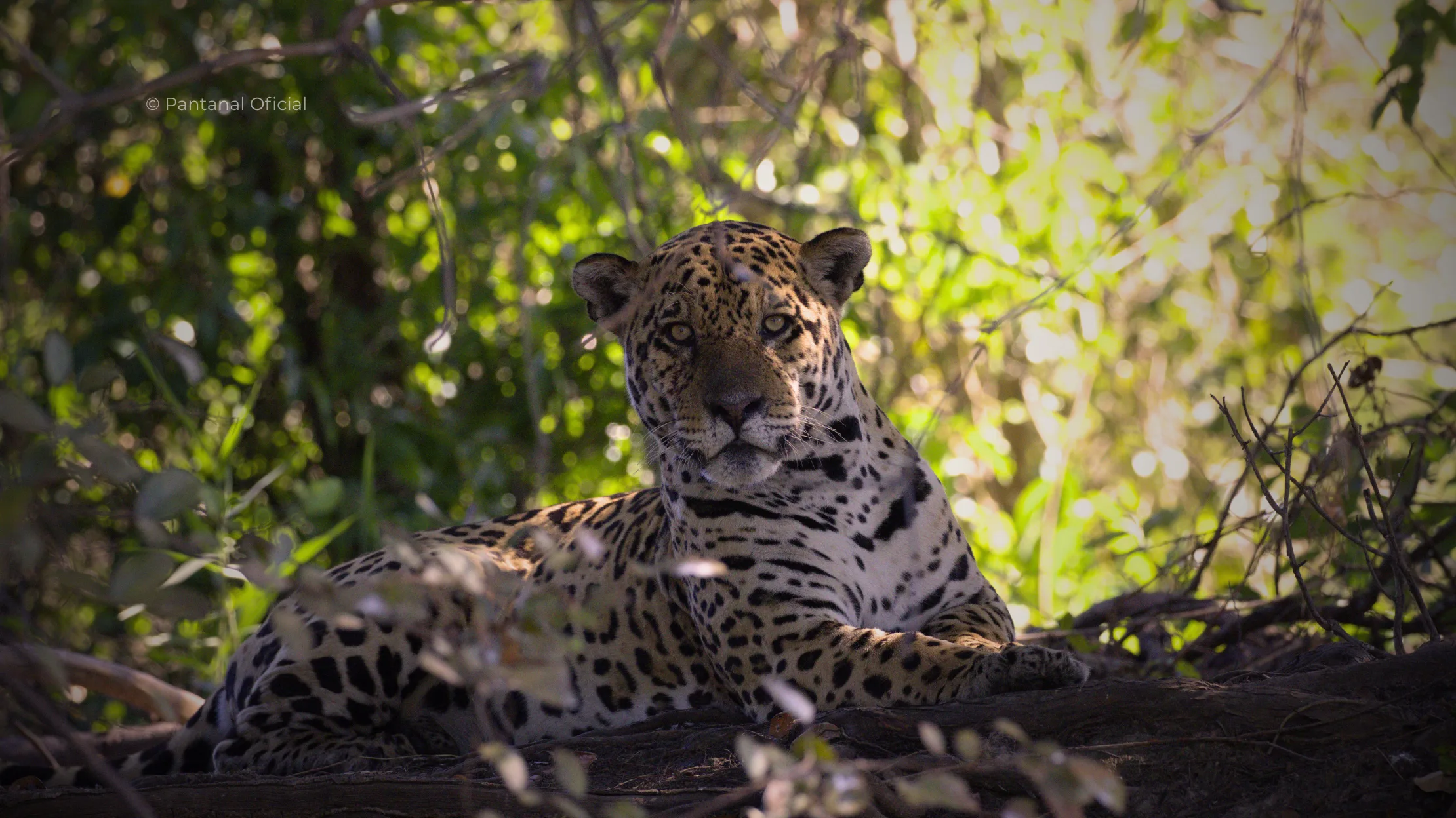 Why the Pantanal is the Best Place in the World to See Jaguars