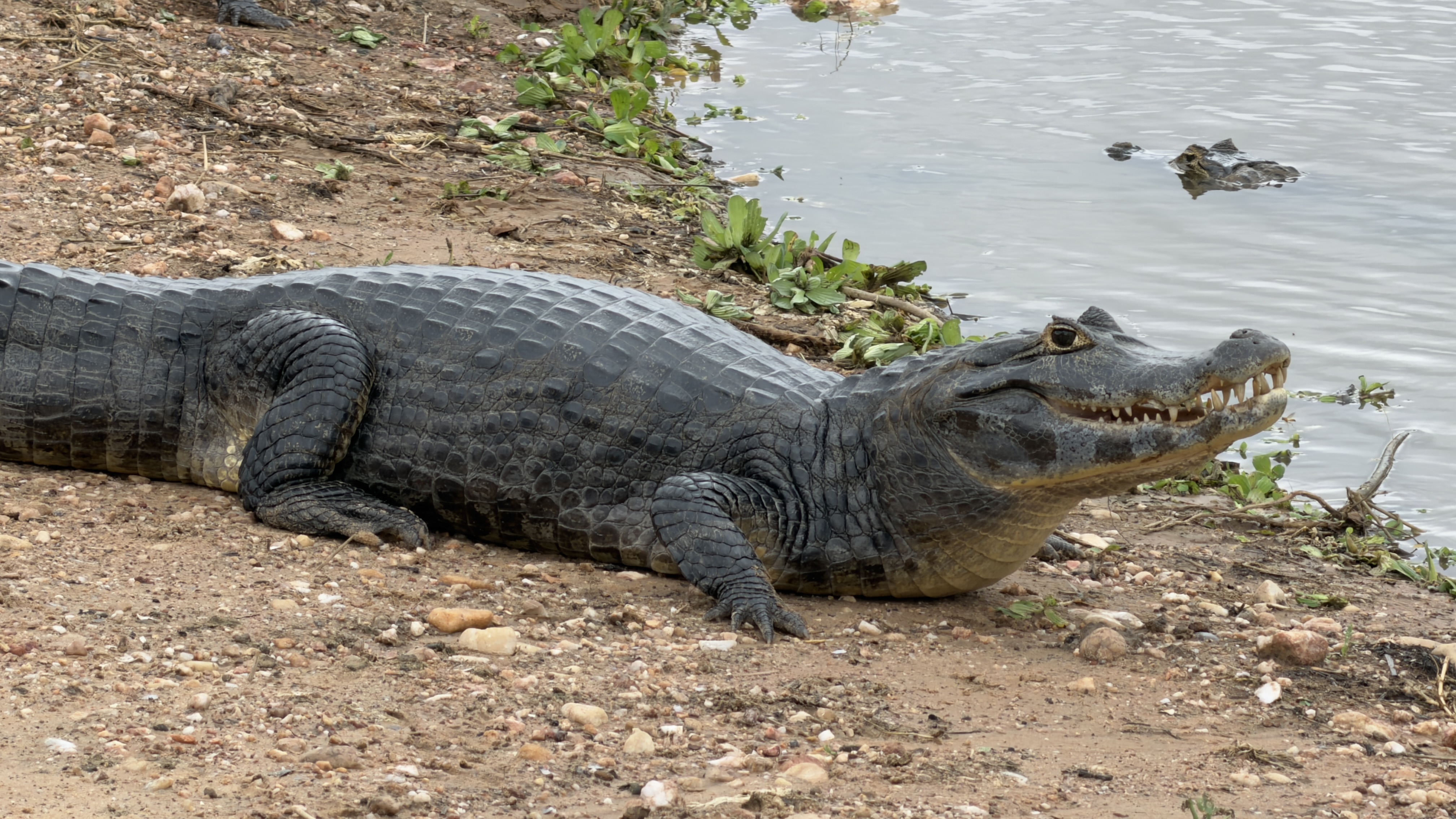 Yacaré Caiman