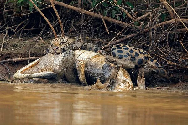Safaris Jaguar au Pantanal : Le Guide Ultime pour Observer les Jaguars au Brésil
