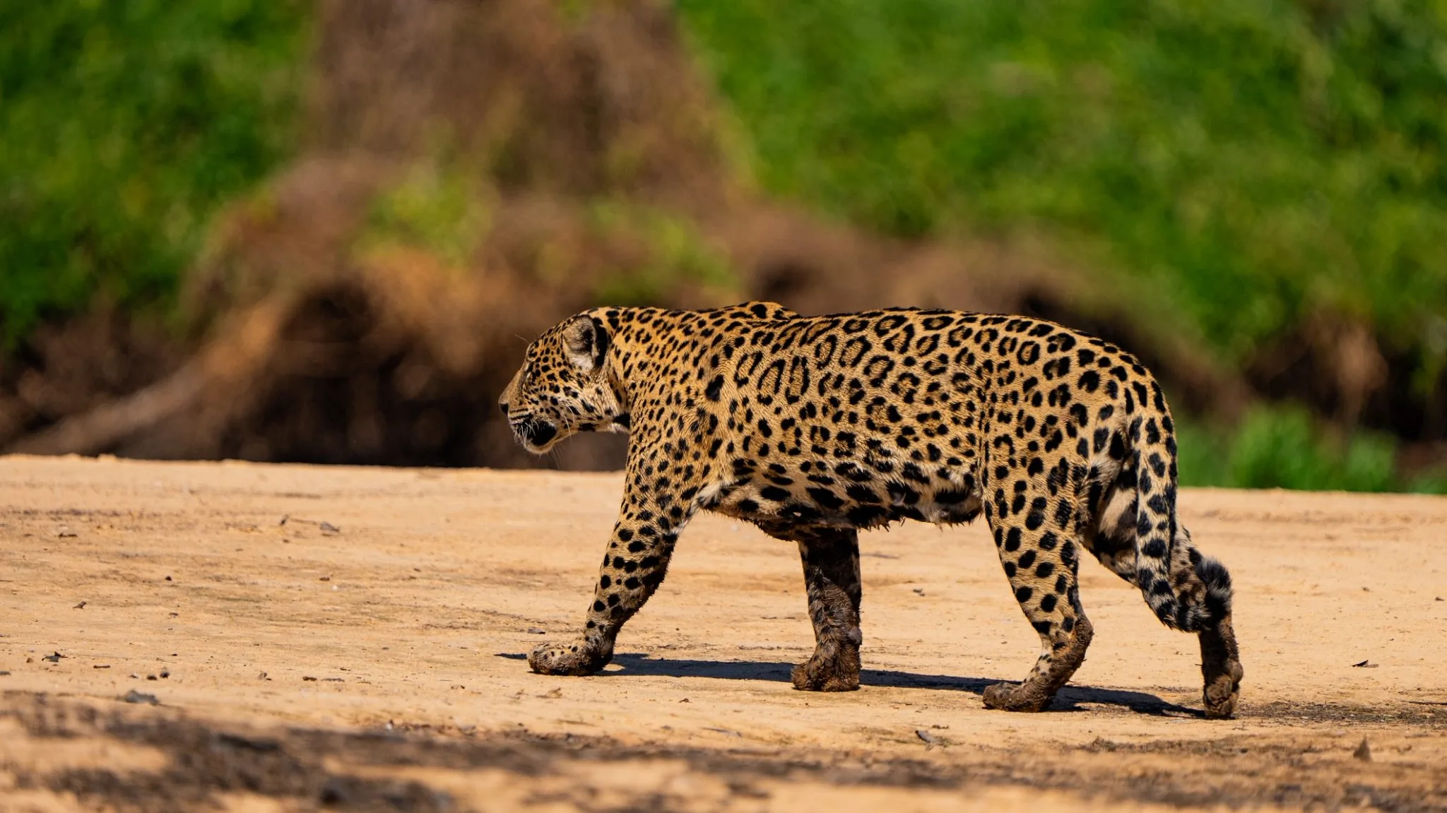 Le Guide Ultime des Safaris au Pantanal
