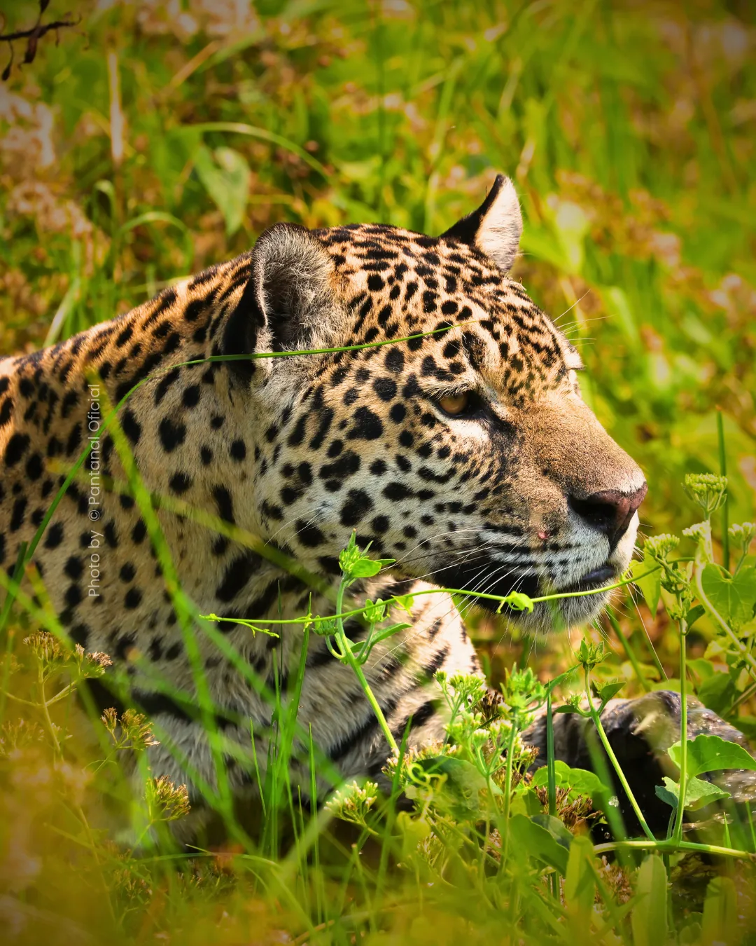 Best Time to See Jaguars in the Pantanal