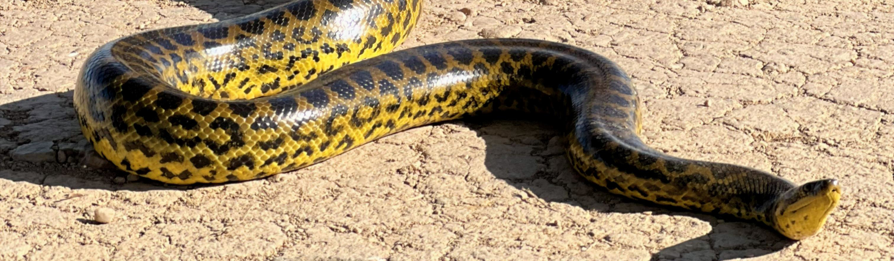 Yellow Anaconda