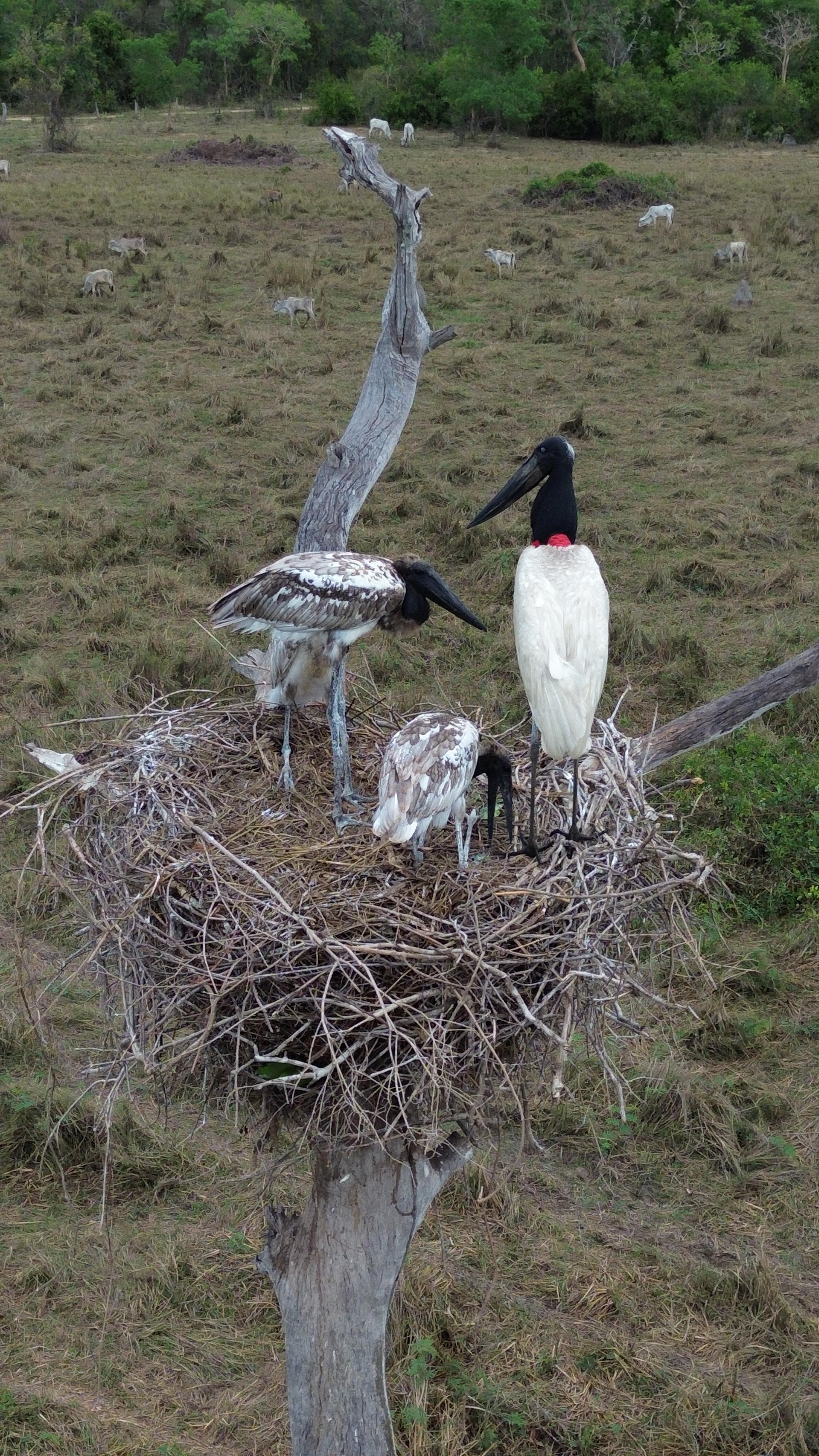 Jabiru