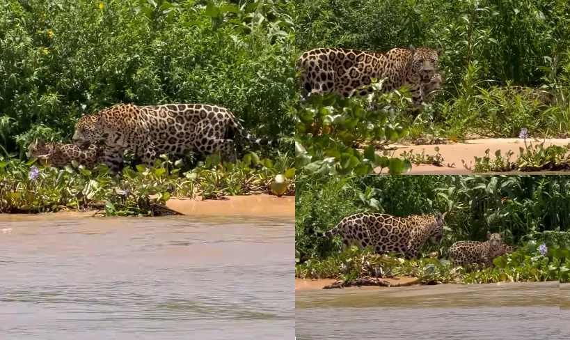 Rencontre Rare au Pantanal: Mère et Deux Petits dans une Scène Inoubliable