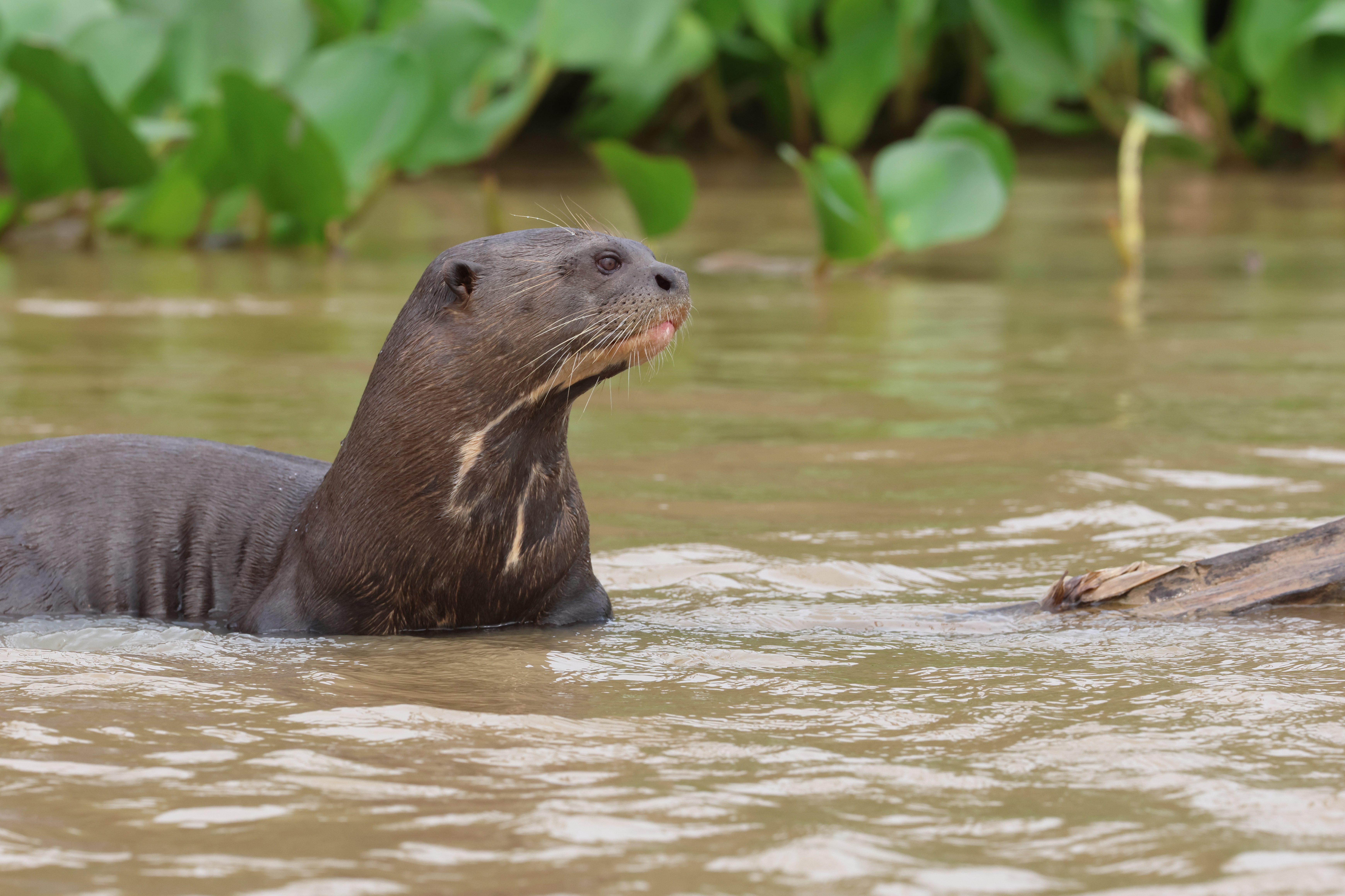 Giant Otter