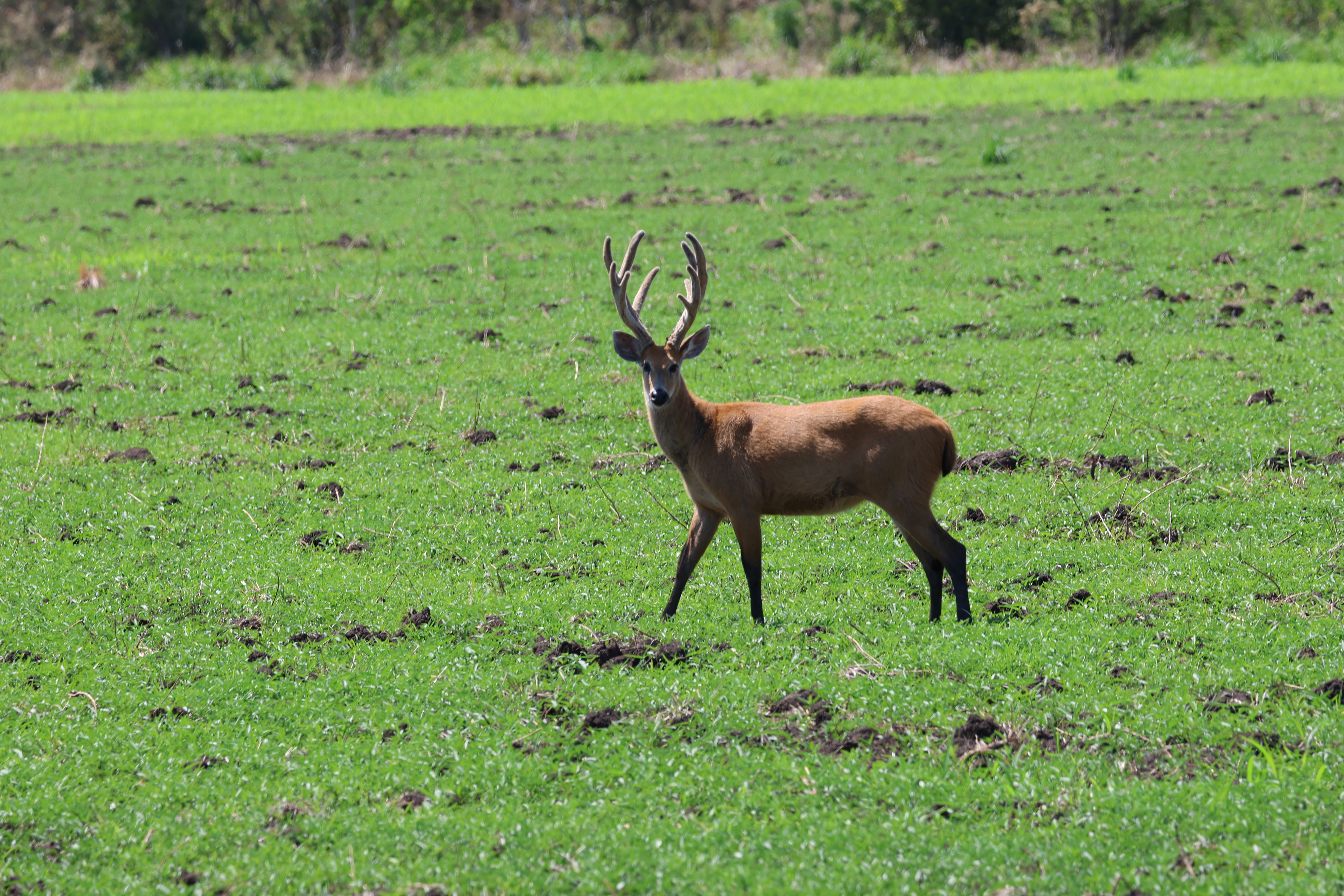Marsh deer
