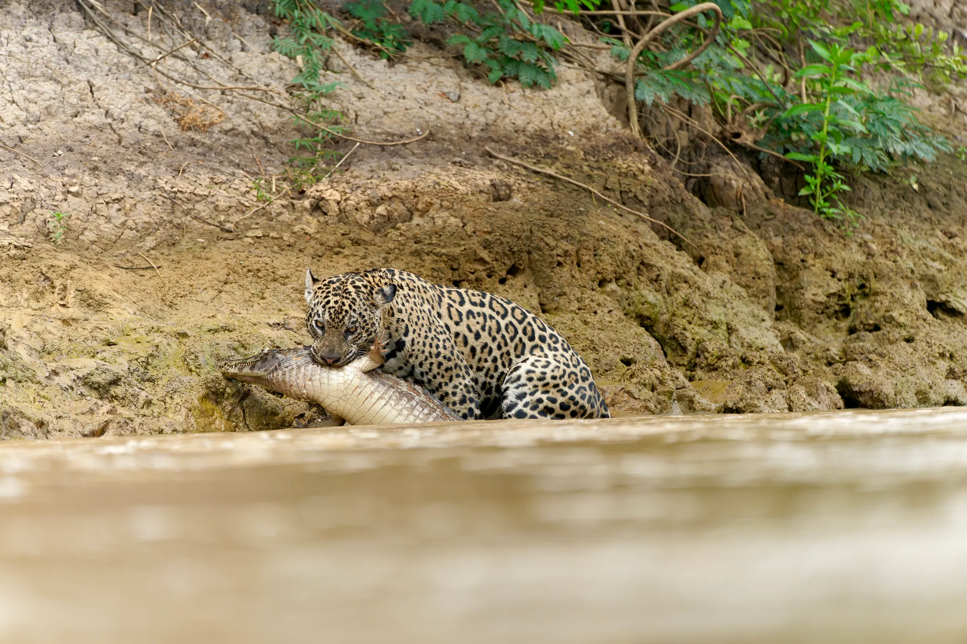 Classic Pantanal Explorer - Photo 1