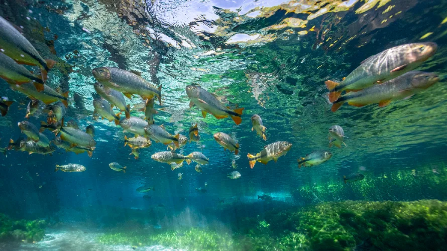 Abismo Anhumas - Flutuação