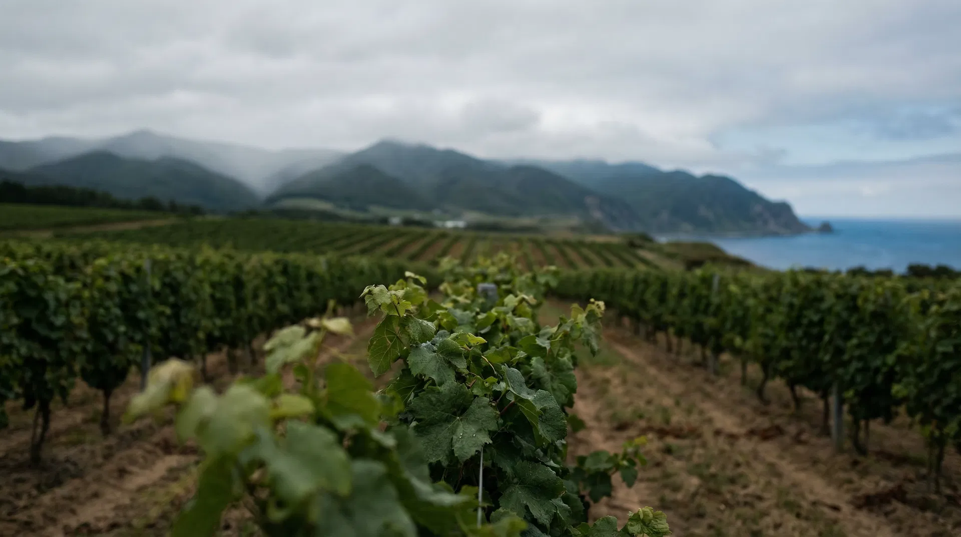 Yoichi vineyard landscape