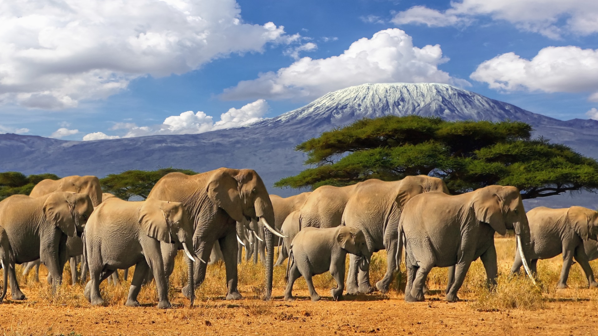 Your Ultimate Guide to an Unforgettable African Safari Adventure