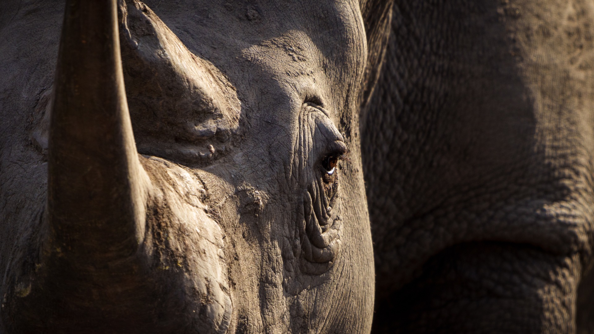 Leading the Way: Conservation Efforts in Botswana and South Africa