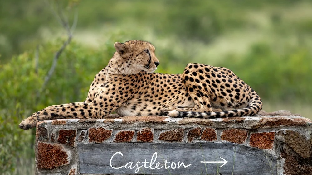 Nestled in Sabi Sand's Heart: A Day Unfolds at Singita Castleton