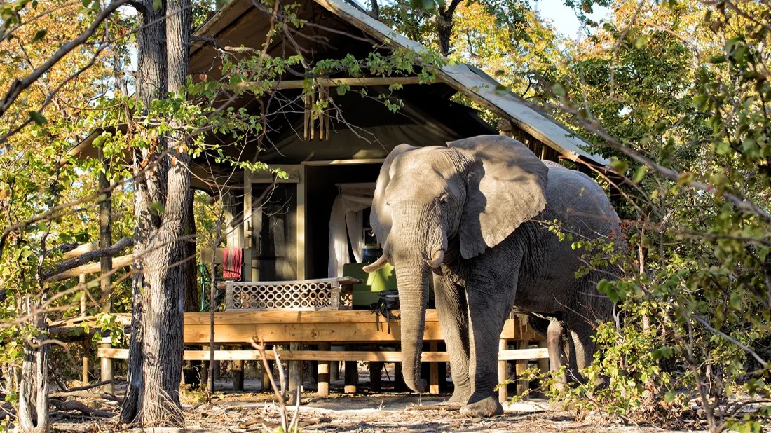 Elephant Pan Lodge Essentials: Practical Guide to Botswana Stays