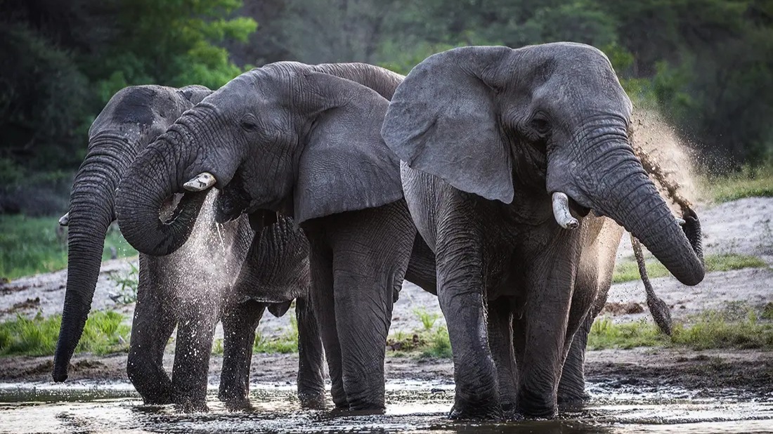 Meno a Kwena Botswana Accommodation: Key Booking Details and Rates