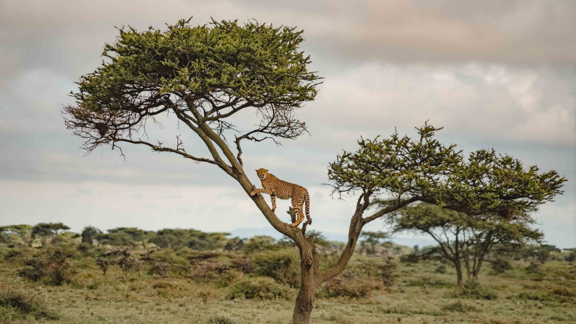 From Heathrow to Arusha: A Traveler's Chronicle of the United Kingdom to Tanzania Journey